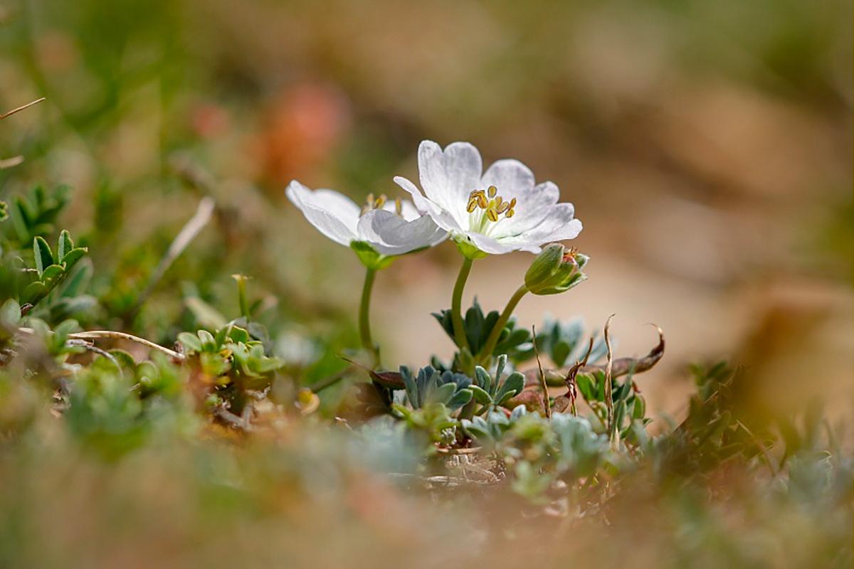 Géranium argenté, Geranium argenteum © S. Roux / PnM