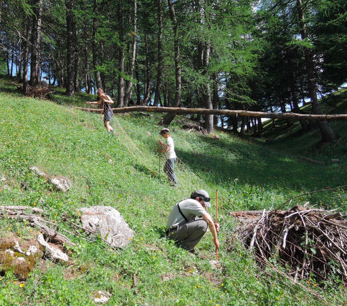 Alpage du Longon (Tinée) - Installation d’un filet de protection autour d’une zone favorable à la nidification du tétras-lyre