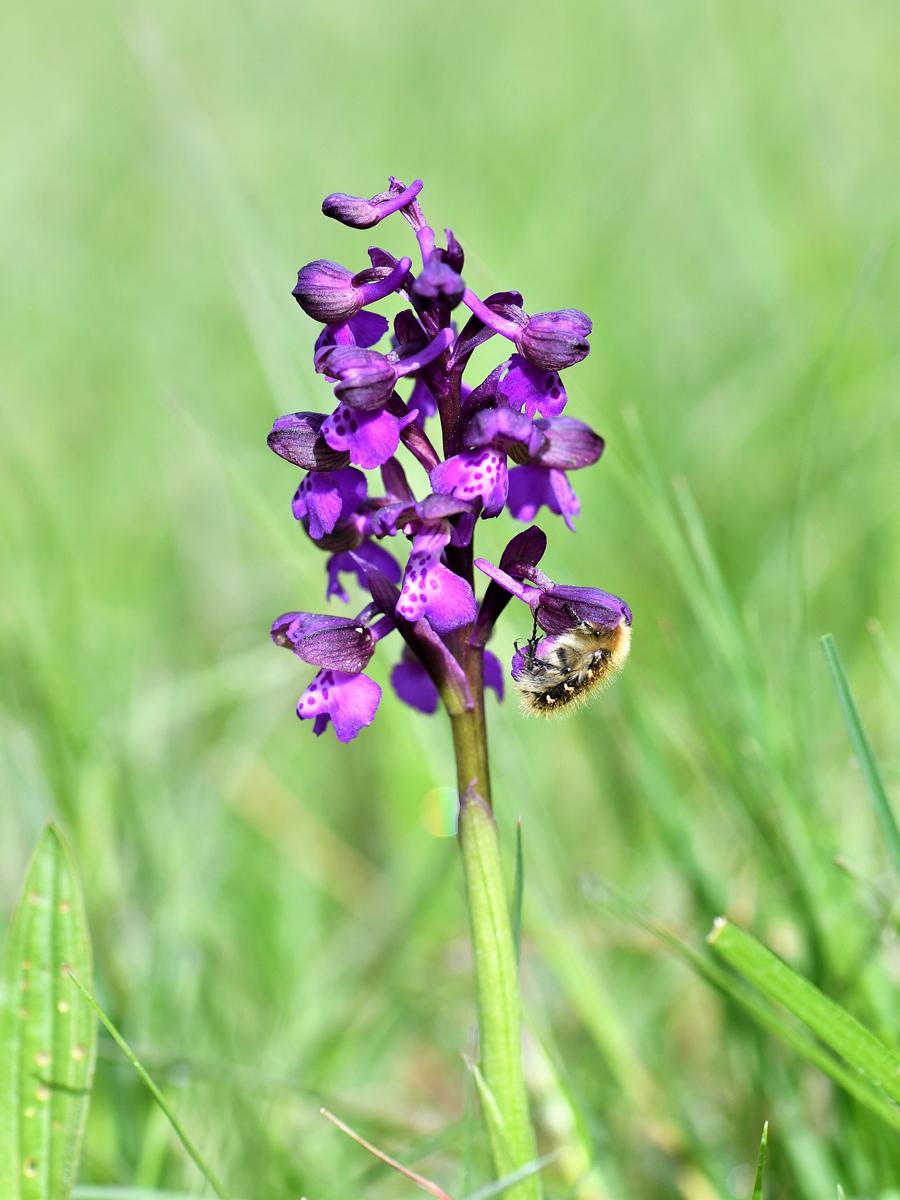 Anacamptis morio © Y. Toutain / PnM