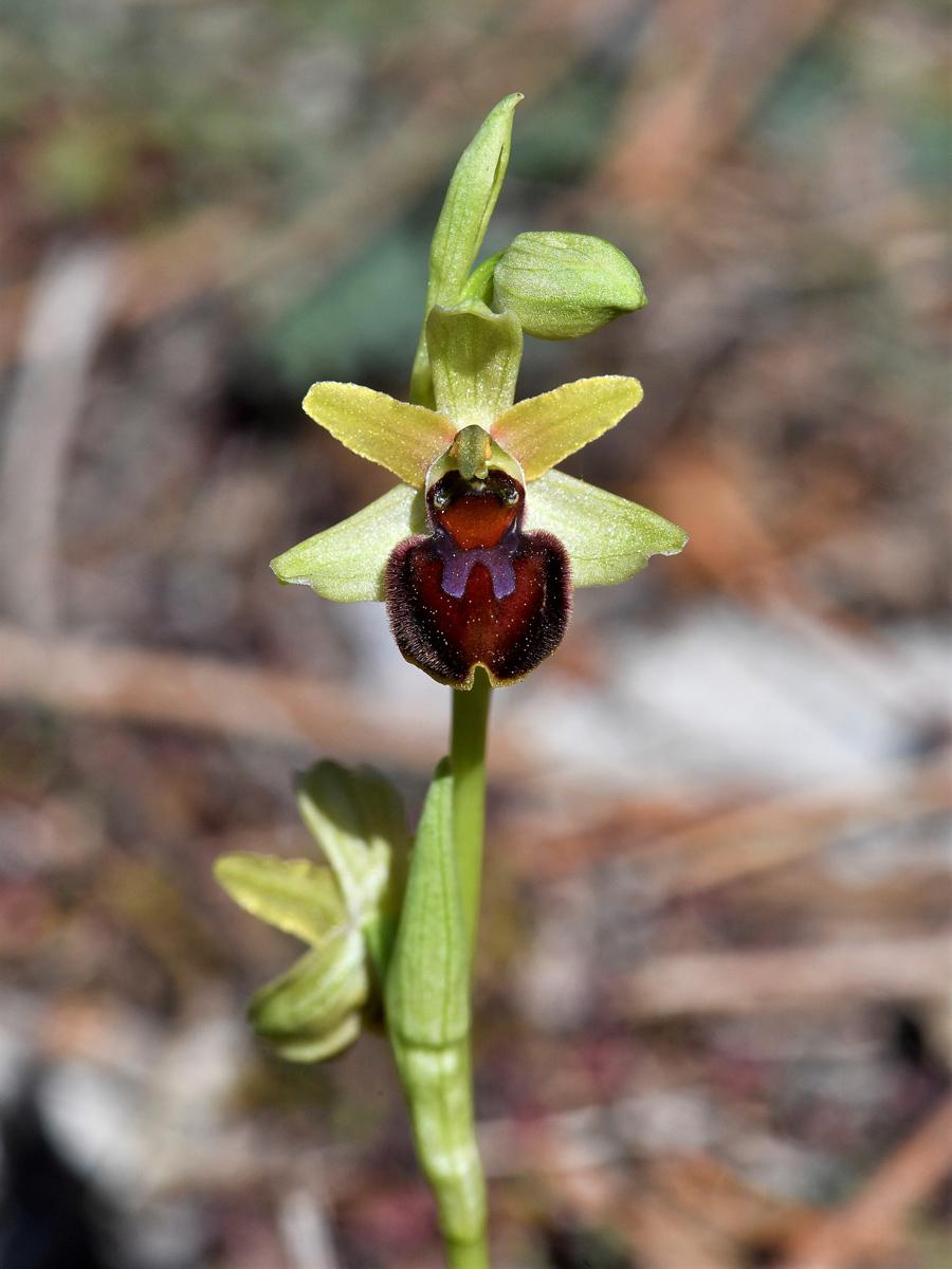 Ophrys massiliensis © Y. Toutain / PnM