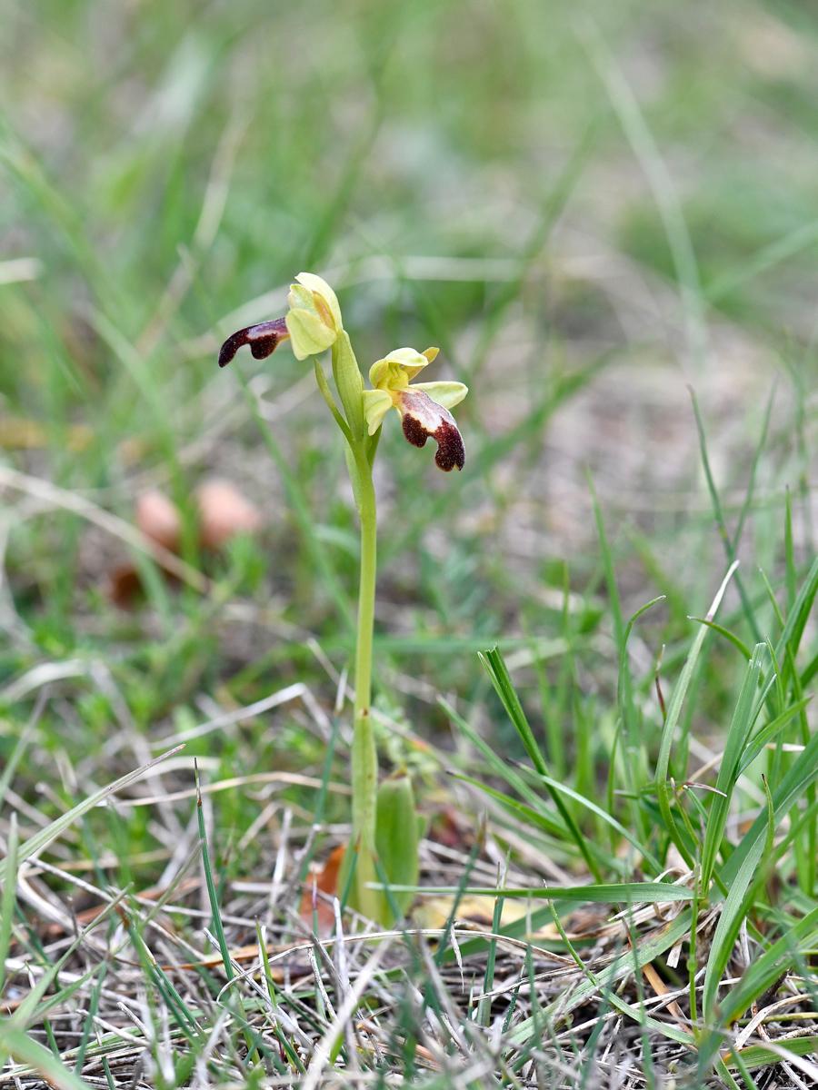 Ophrys fusca © Y. Toutain / PnM