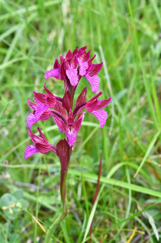 L'Orchis papillon © Y. Toutain / PnM