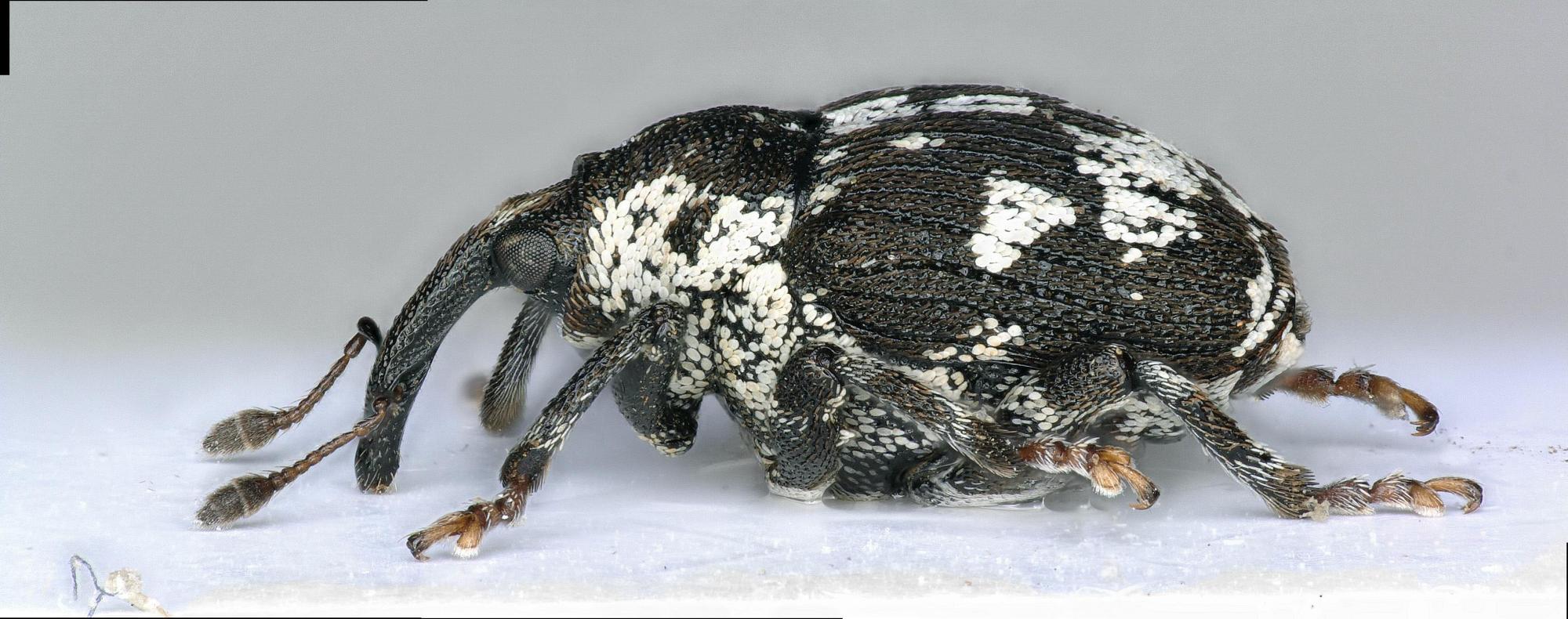 Thamiocolus imperialis © J. Haran