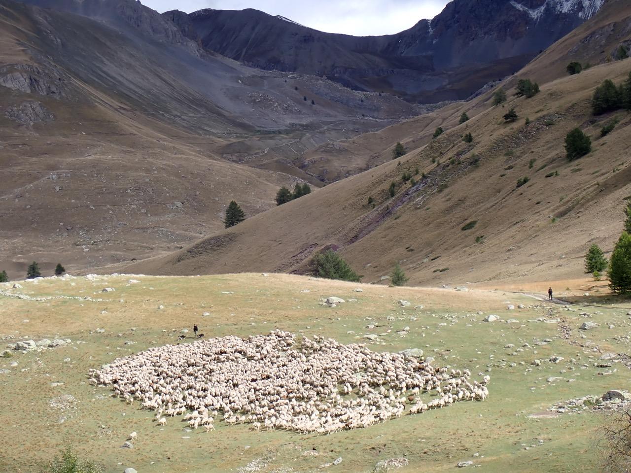 Troupeau de moutons dans la vallon du Lauzanier © F. Breton / PnM