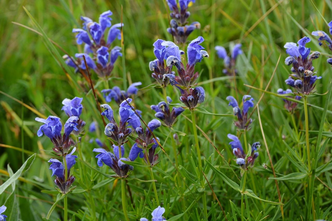 Dracocephalum ruycshiana au col de Larche ©&nbsp;F. Breton / PnM