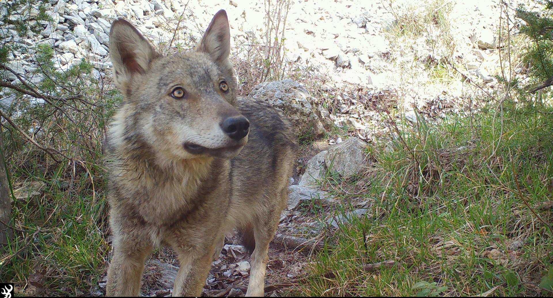 Loup (Canis lupus)