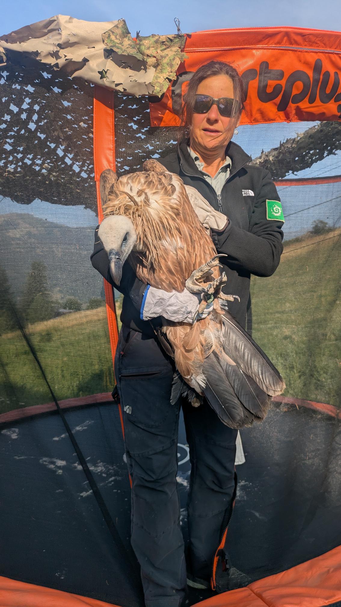 Vautour fauve dans un trampoline © M. Jung / PnM