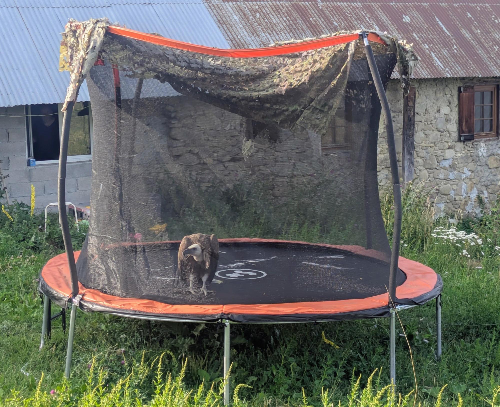 Vautour fauve dans un trampoline © M. Jung / PnM
