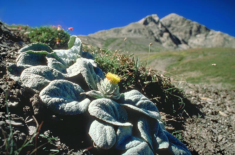 Chardon de Bérard (Berardia lanuginosa)