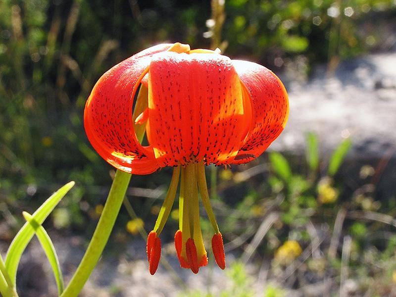 Lis de Pompone (Lilium pomponium)