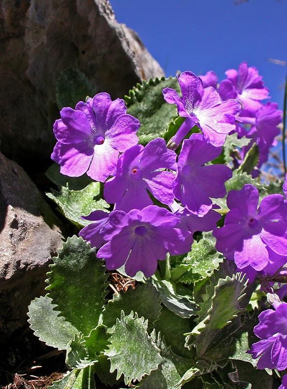 Primevère marginée (Primula marginata)