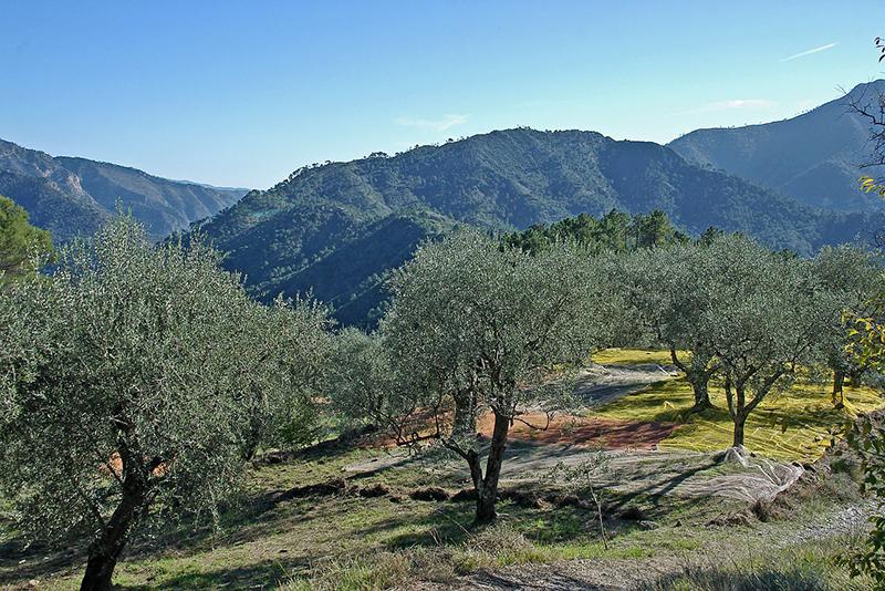 Ramassage des olives au filet de sol à Breil-sur-Roya