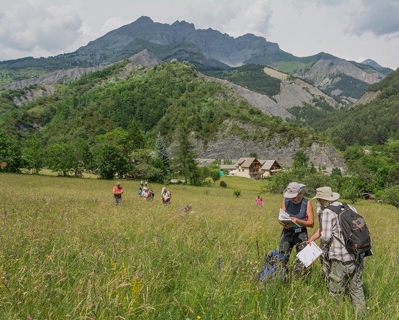 Analyse d'une prairie dans le cadre du concours Prairies fleuries