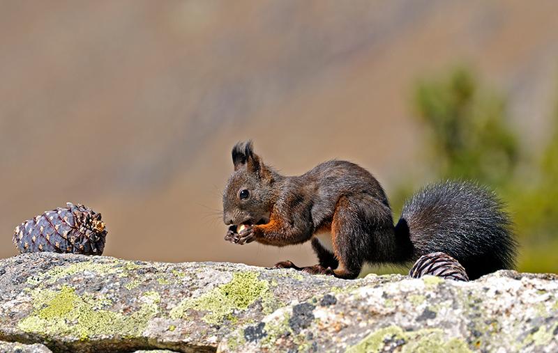  Ecureuil roux sur un rocher (Sciurus vulgaris)