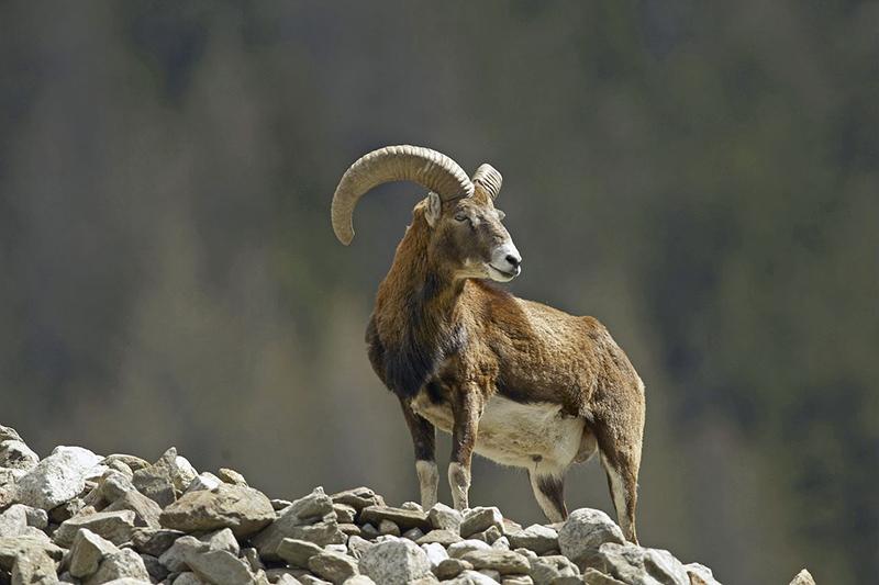 Mouflon