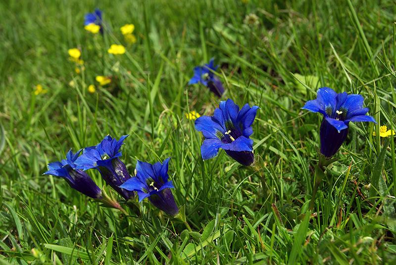 Gentiane de Ligurie (Gentiana ligustica)