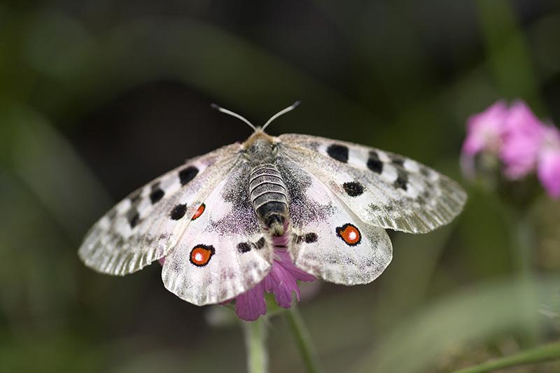 Apollon des Alpes (Parnassius apollo)