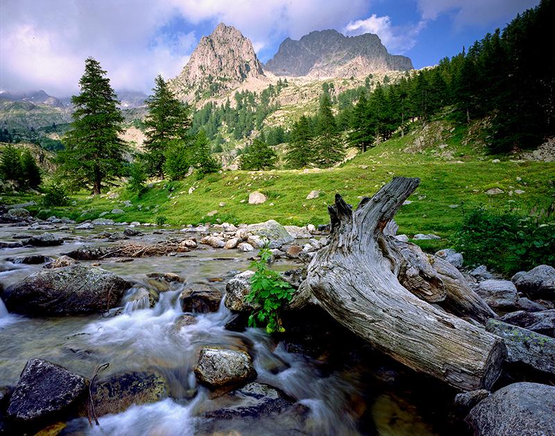 Vieille souche et portion de tronc de mélèze dans le torrent de la Madone de Fenestre face au Cayre de la Madone