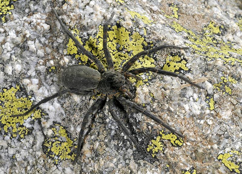  Vesubia jugorum, araignée endémique des Alpes du sud