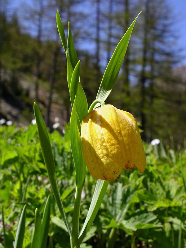 Fritillaire de Moggridge (Fritillaria moggridgei Baker, 1879)