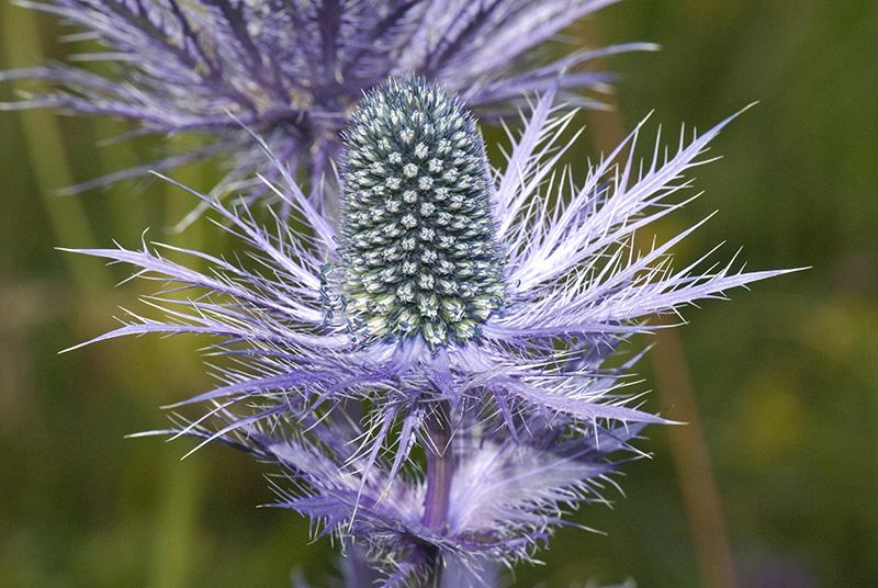 Reine des Alpes (Eryngium alpinum)