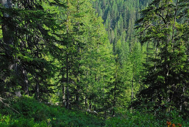 La forêt de résineux du vallon de Mollières en Vésubie