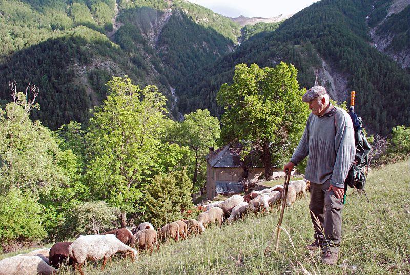 Un éleveur et son troupeau dans le vallon du Bachelard au premier jour de l'été