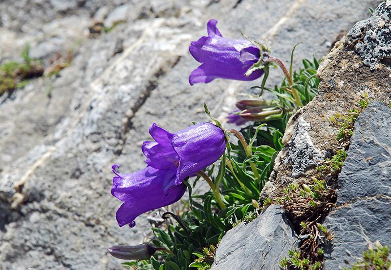 Campanule des Alpes (Campanula alpestris)