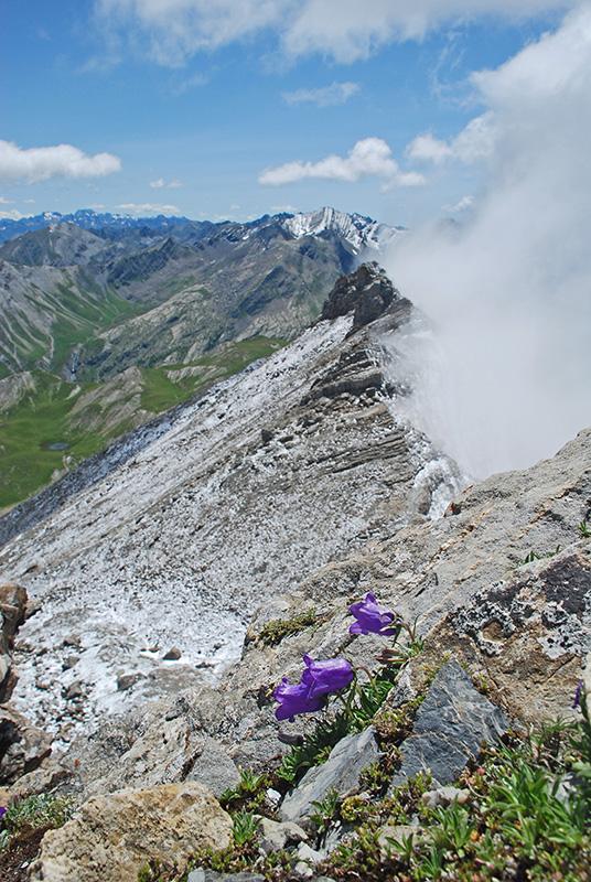 Campanule des Alpes (Campanula alpestris)