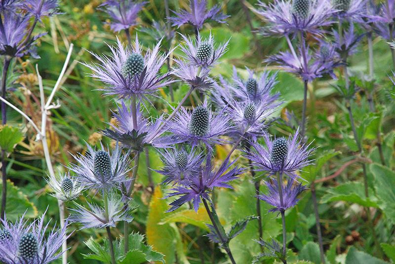 Reine des Alpes (Eryngium alpinum)