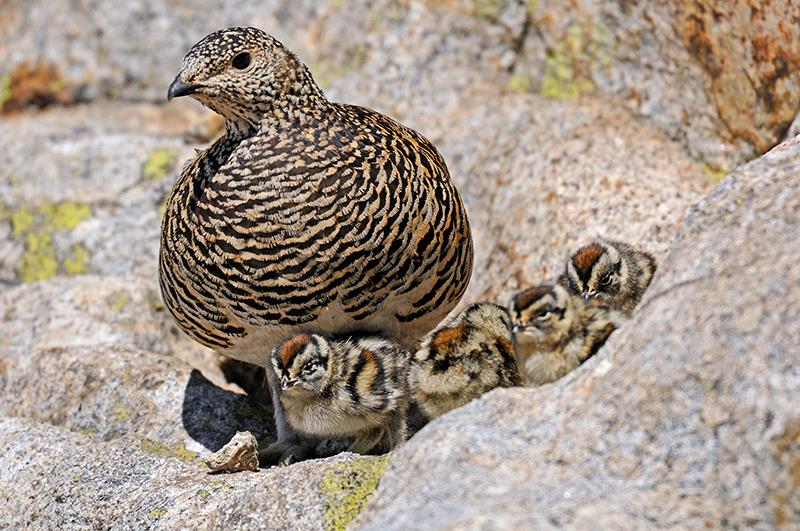 Femelle lagopède et ses poussins