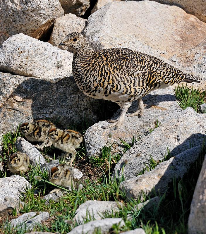 Une femelle lagopède avec ses quatre poussins en été