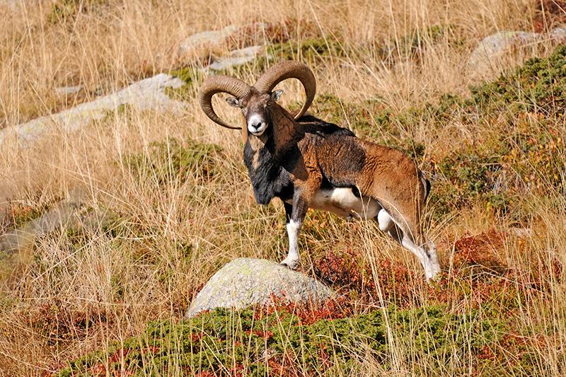 Mouflon mâle en automne