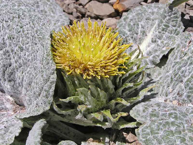 Chardon de Bérard (Berardia lanuginosa)