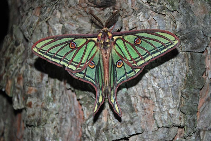 Un papillon isabelle, (Graellsia isabellae), posé sur le tronc d'un arbre