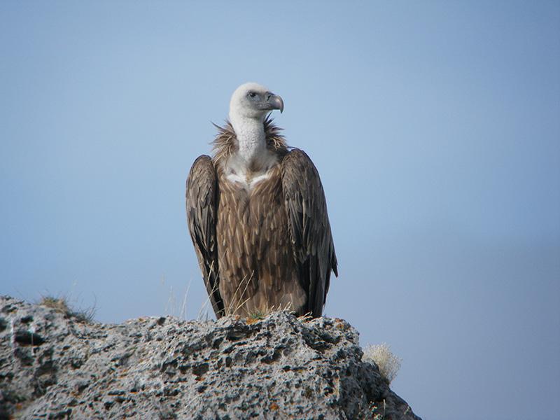  Vautour fauve ( Gyps fulvus ) au plumage juvénile posé sur un rocher