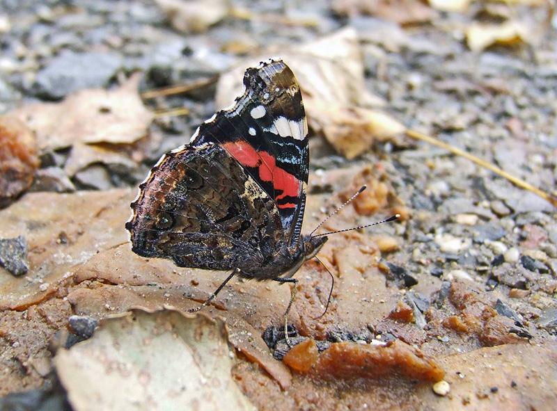 Papillon vulcain, (Vanessa atalanta)