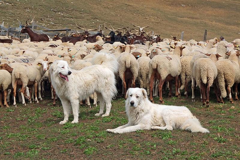  Chiens de protection (patou) avec troupeau d'ovins et de caprins 