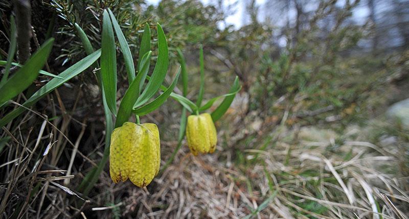 Fritillaire de Moggridge (Fritillaria moggridgei Baker, 1879)