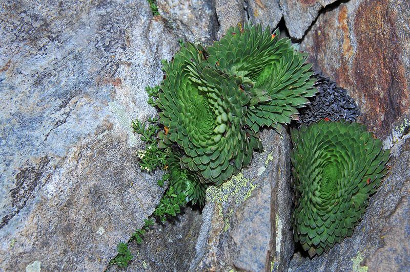 Saxifrage à fleurs nombreuses (Saxifraga florulenta)