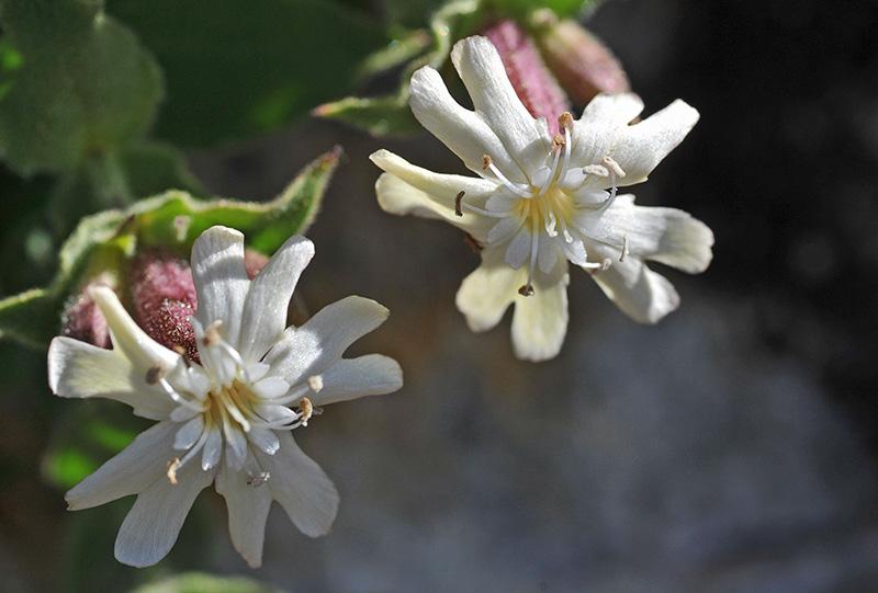 Silène à feuilles en coeur (Silene cordifolia)