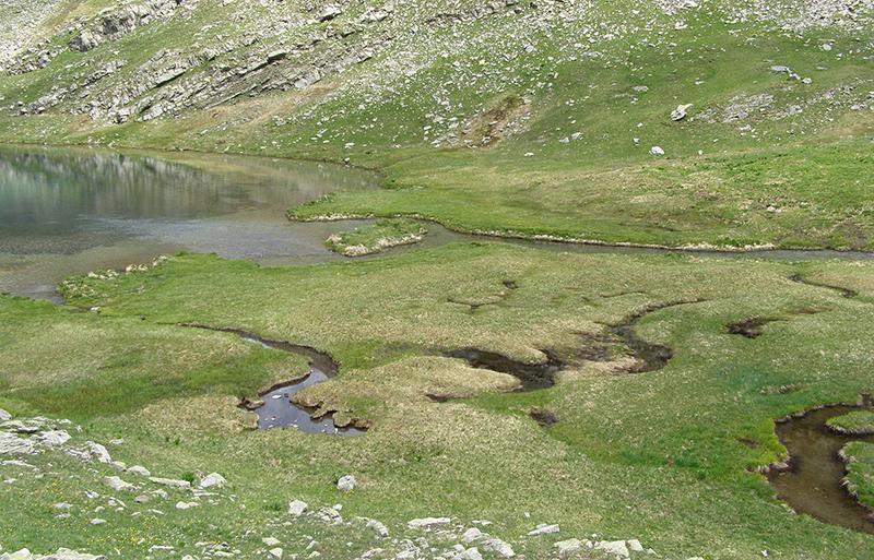 Zone humide au Lauzanier