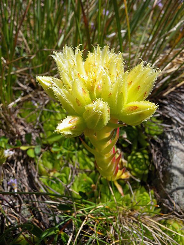 Joubarbe d'Allioni (Jovibarba globifera subsp. allionii (Jord. & Fourr.) J.Parn., 1990 )