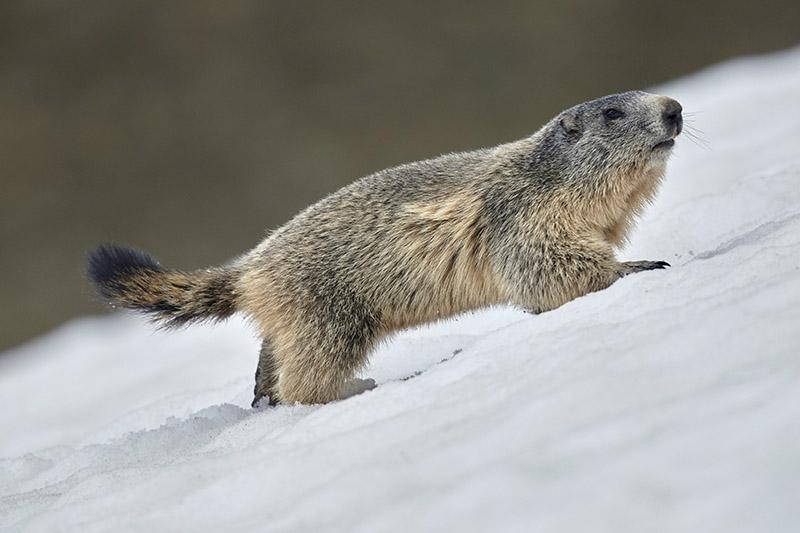 Une marmotte des Alpes sur la neige au mois de mai