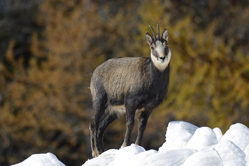 Un chamois (Rupicapra rupicapra) en automne après une première neige