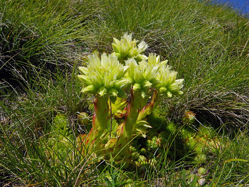 Joubarbe d'Allioni (Jovibarba globifera subsp. allionii (Jord. & Fourr.) J.Parn., 1990)