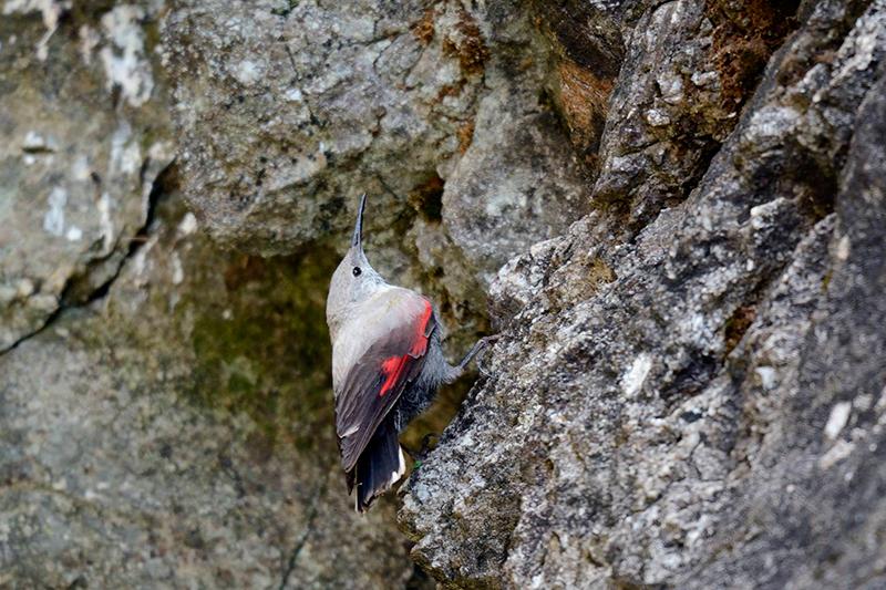  Tichodrome échelette (Tichodroma muraria) posé sur un rocher au mois de juillet 