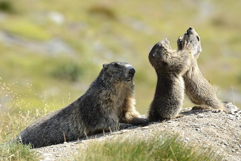Une marmotte et ses deux jeunes marmottons