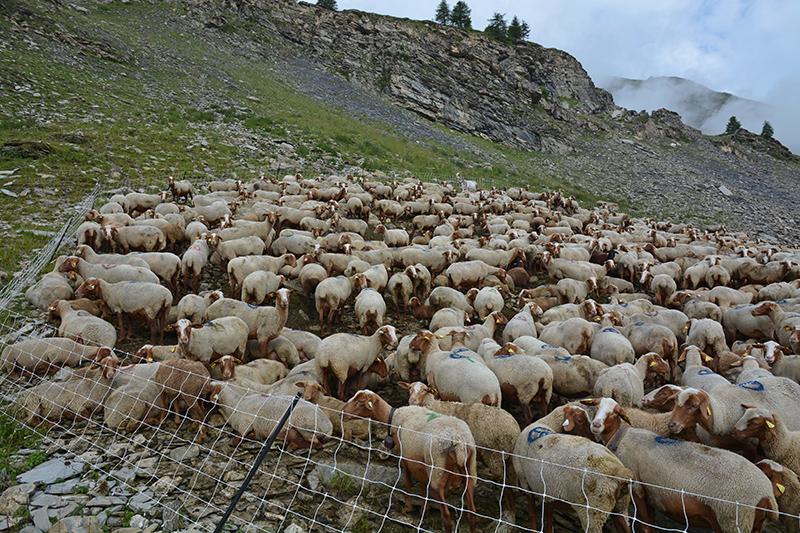 Troupeau de moutons dans un parc