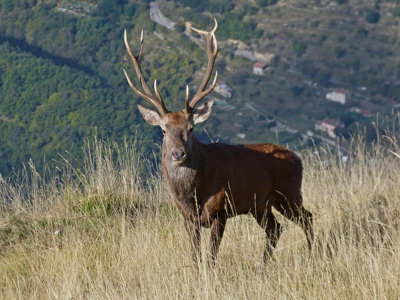 Cerf élaphe  Parc national du Mercantour